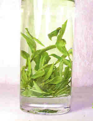 Ȳ<a href='http://www.99-jk.com/html/jf/index.html'><u></u></a>ƶѪ